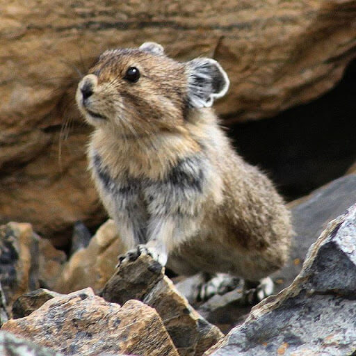 Pika Cute Animal