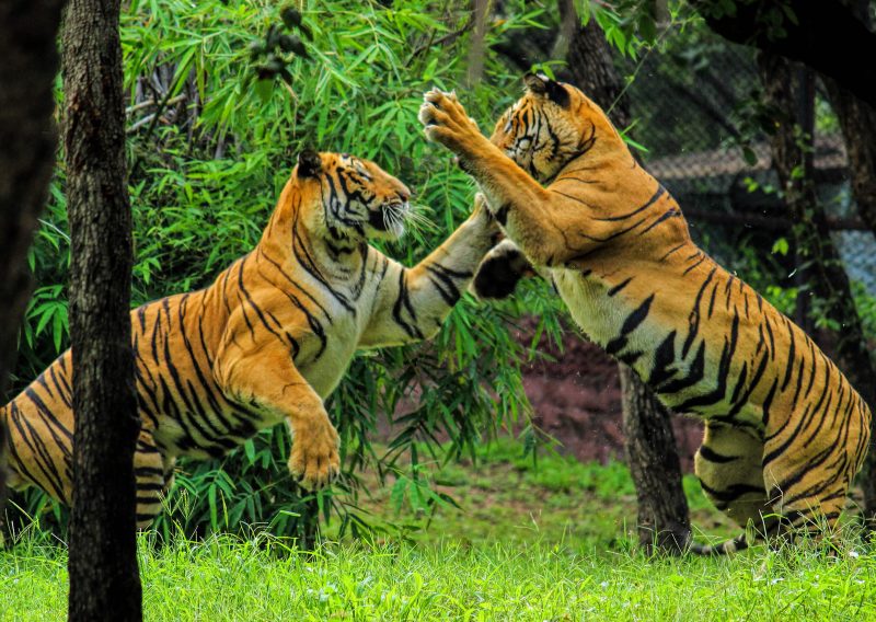 Facts about Bengal Tiger