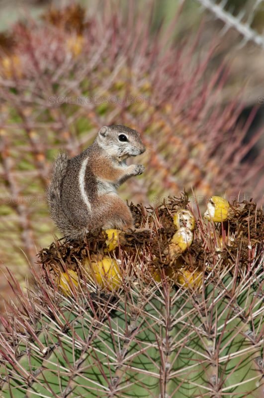 Harris's Antelope Squirrels Cute Animal