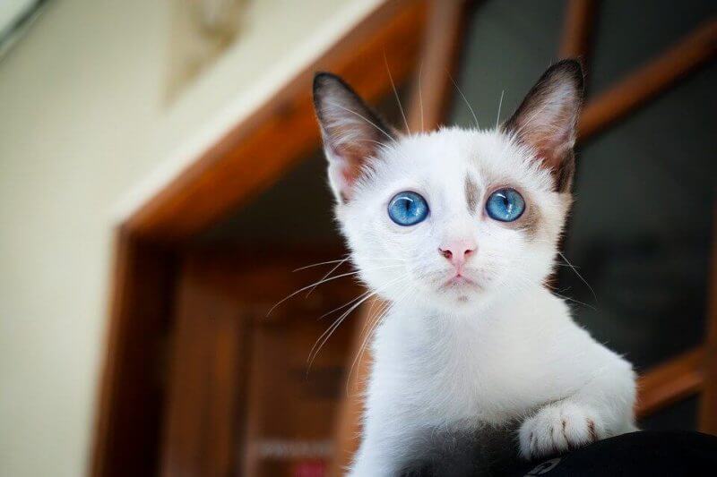 Boy Cat Names White