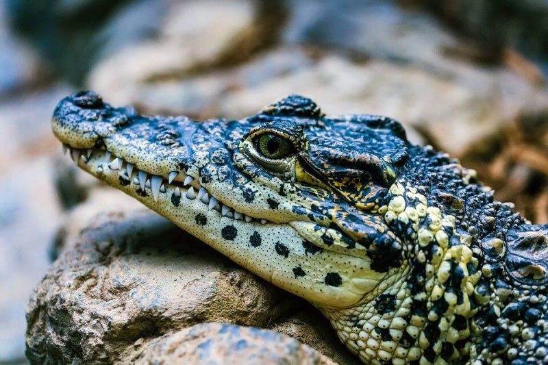Difference Between Alligator and a Crocodile