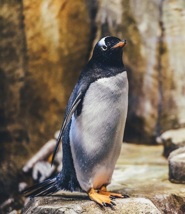 Emperor Penguin Cute Animal