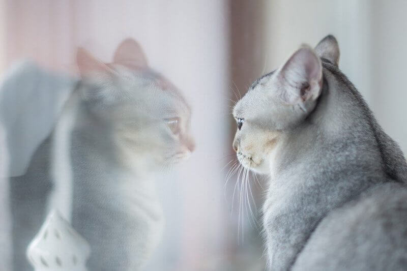 Exotic Boy Cat Names