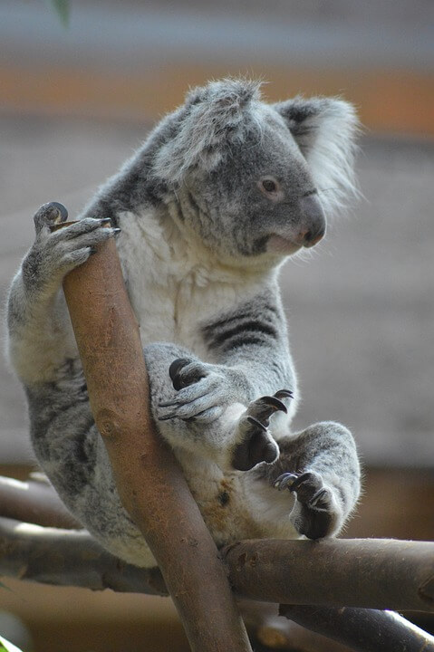 Koala Cute Animal