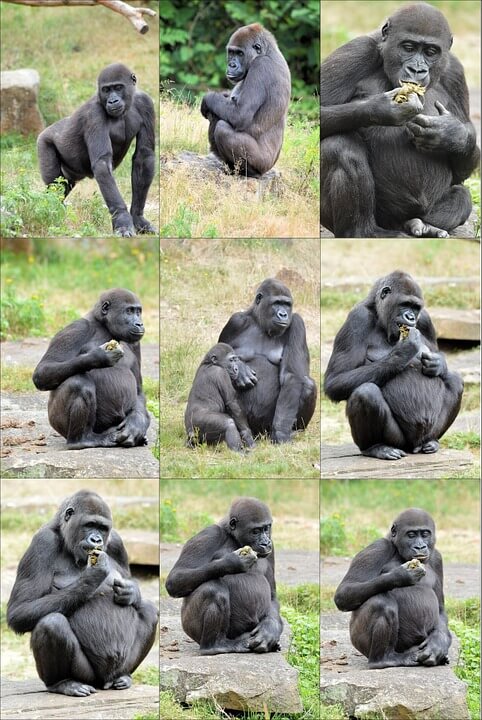Gorillas prevent inbreeding