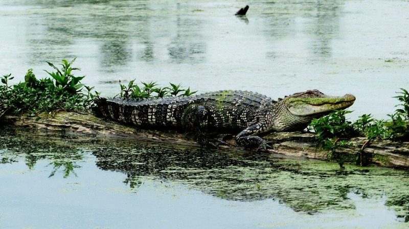 Difference Between Alligator and a Crocodile
