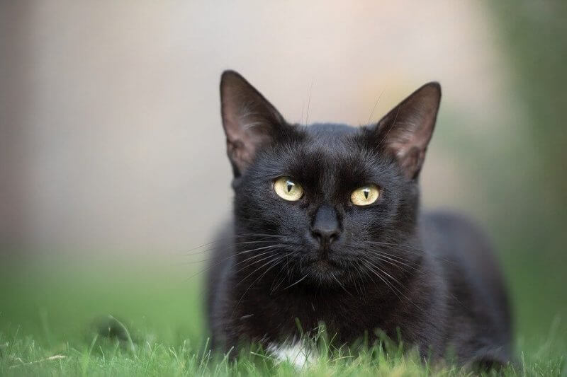 Girl Cat Names Black