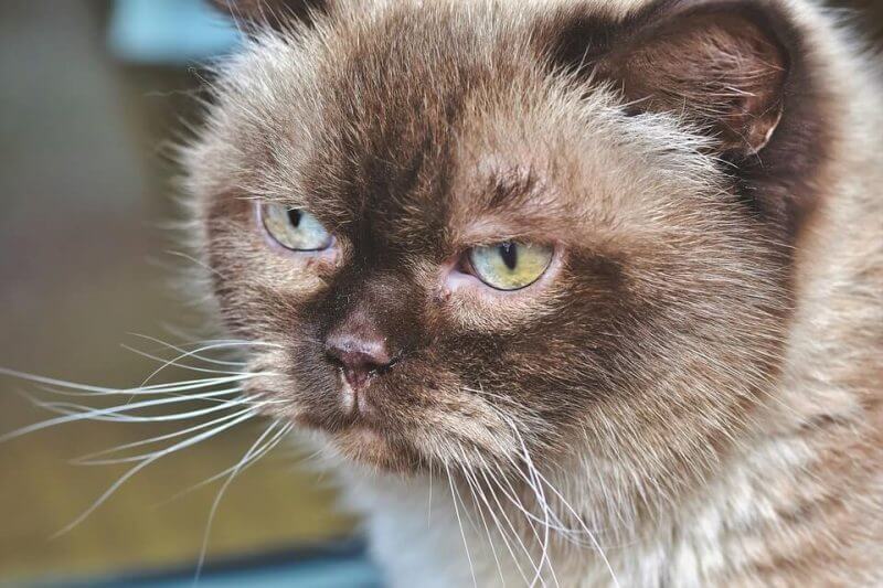 Boy Cat Names Starting with M