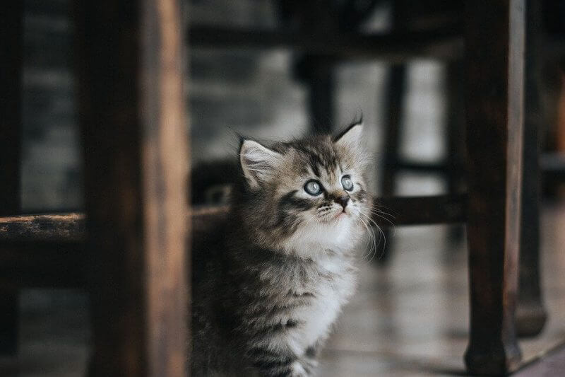Female Cat Names