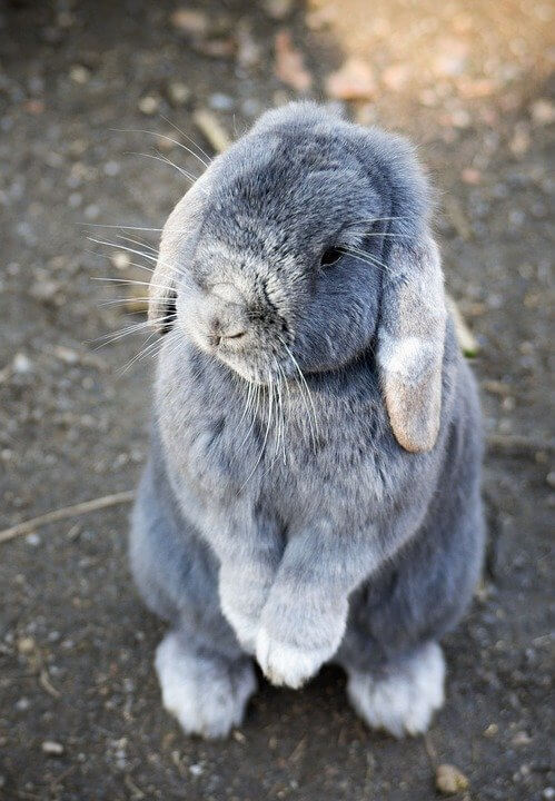 Rabbit Cute Animal