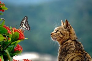 Boy Cat Names that Start with C