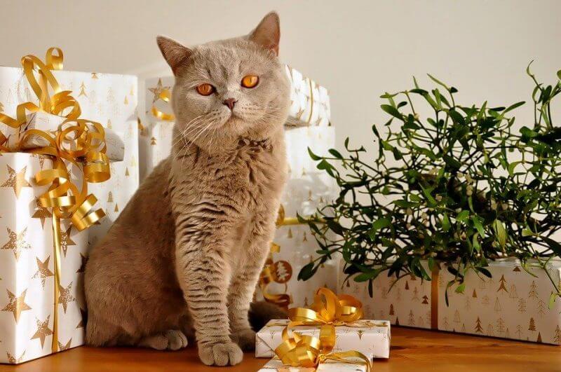 Boy Cat Names that Start with P