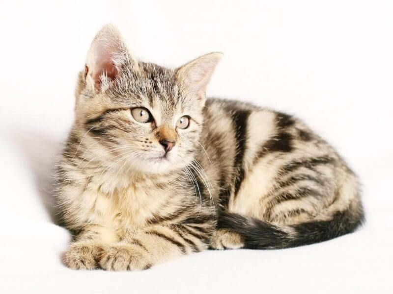 Girl Cat Names that Start with A