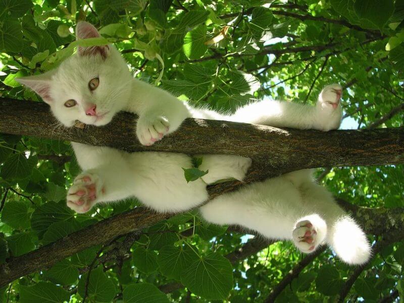 Boy Cat Names Starting with S