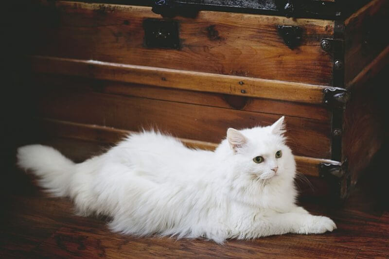 Girl Cat Names that Start with B
