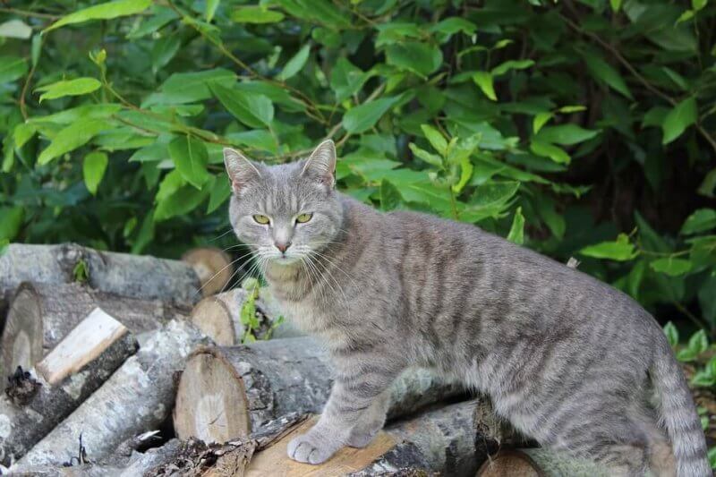 Girl Cat Names Grey