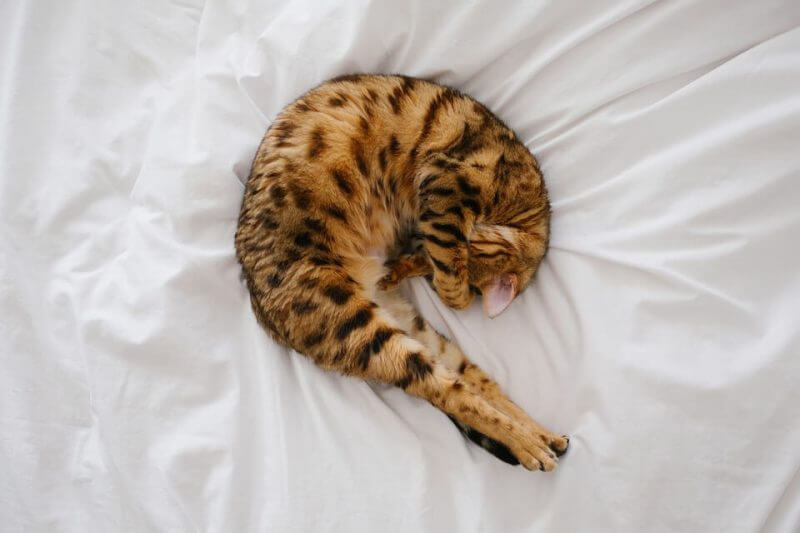 Girl Cat Names Starting with S