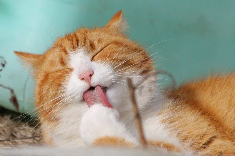 Boy Cat Names Funny