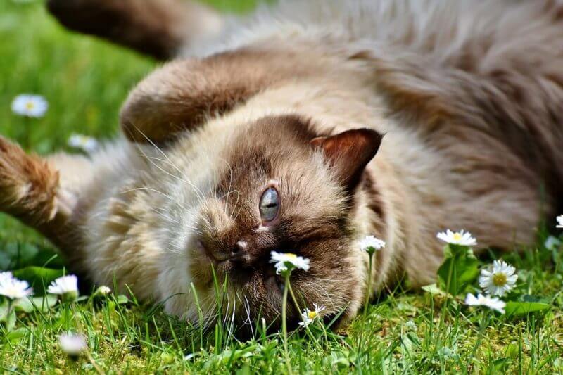 Adorable Boy Cat Names