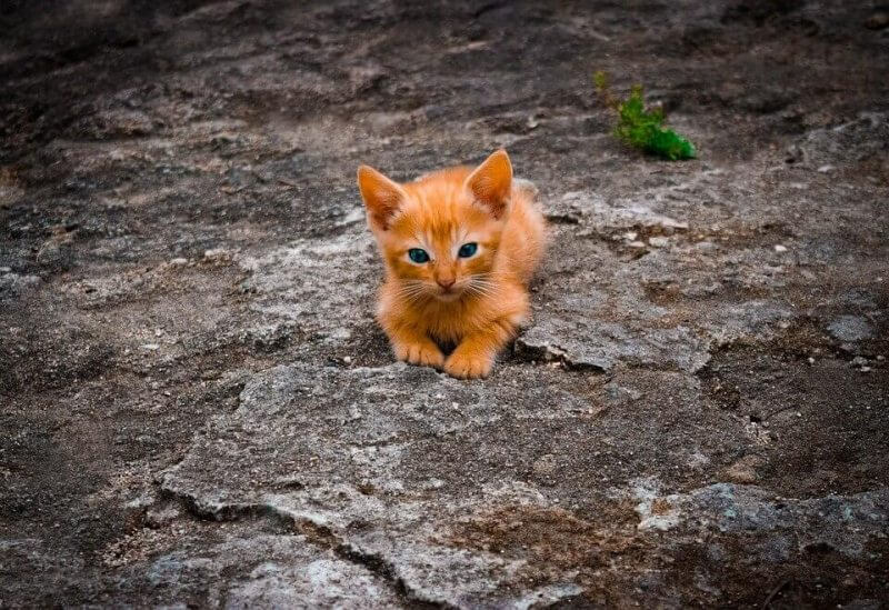 Boy Cat Names Orange