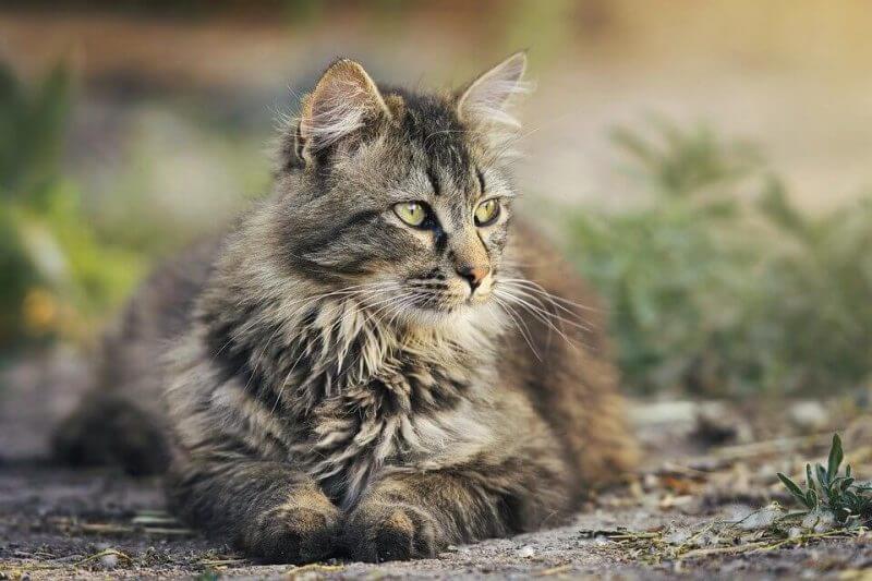 Boy Cat Names Cool