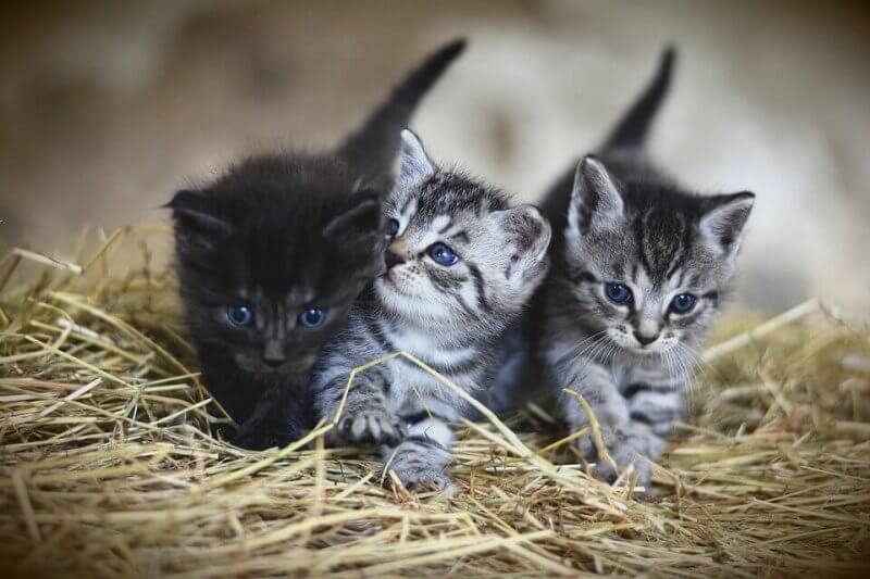 Boy cute cat names