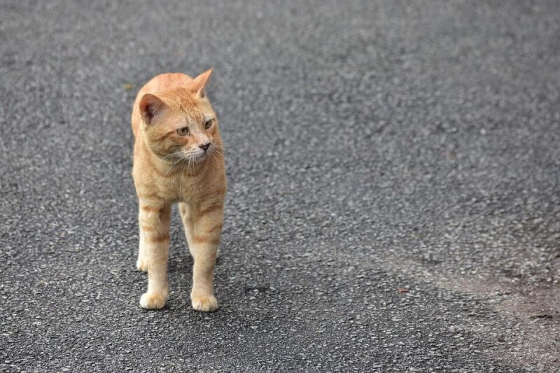 Girl Cat Names Orange