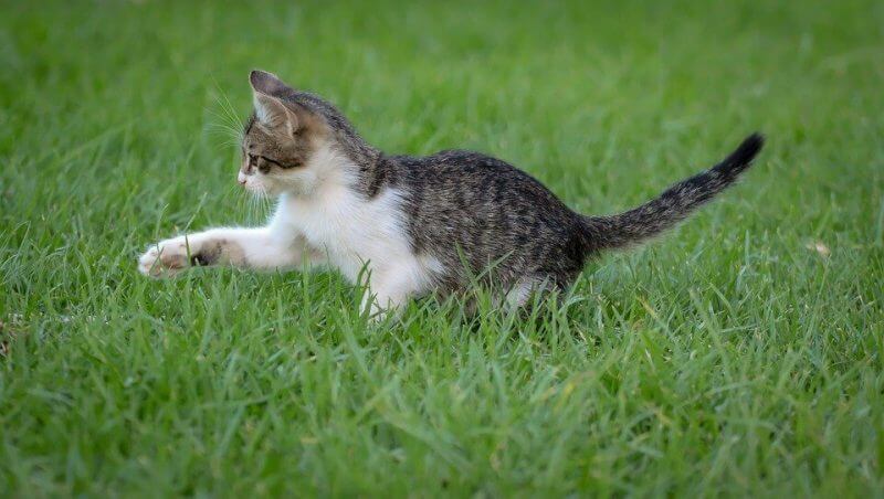 Awesome Boy Cat Names