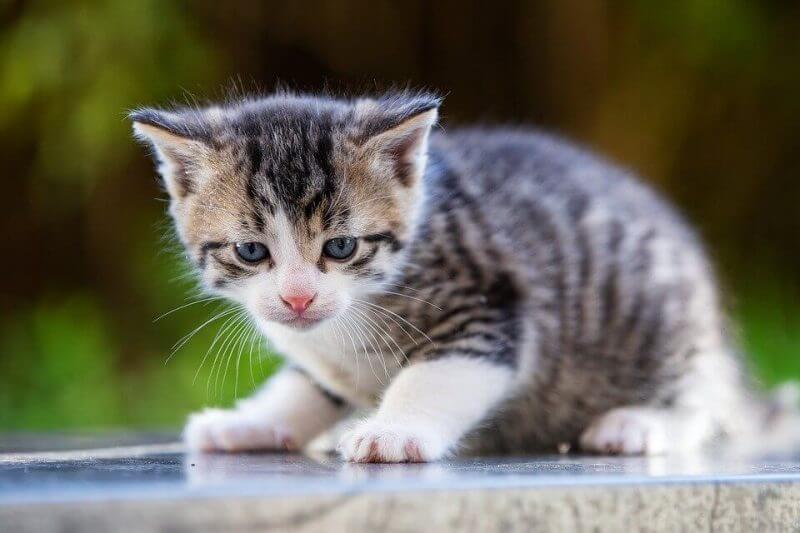 Boy Cat Names