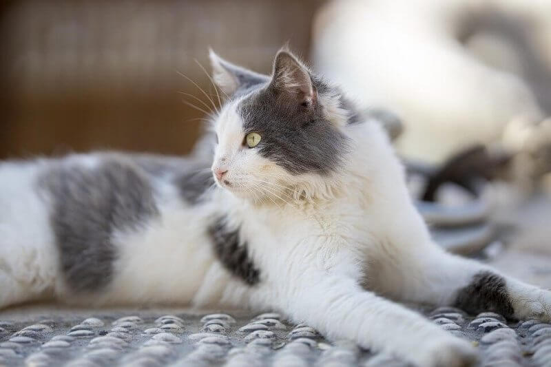Boy Cat Names Black and White