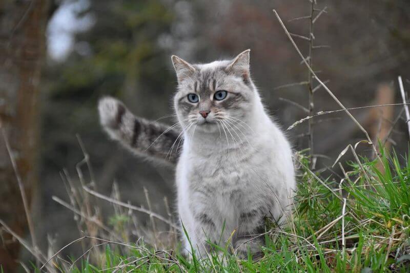Boy Cat Names White and Grey