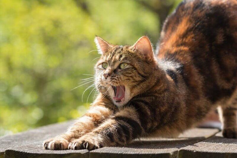 Unique Cat Names