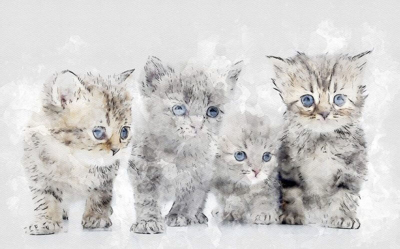 Adorable Boy Cat Names