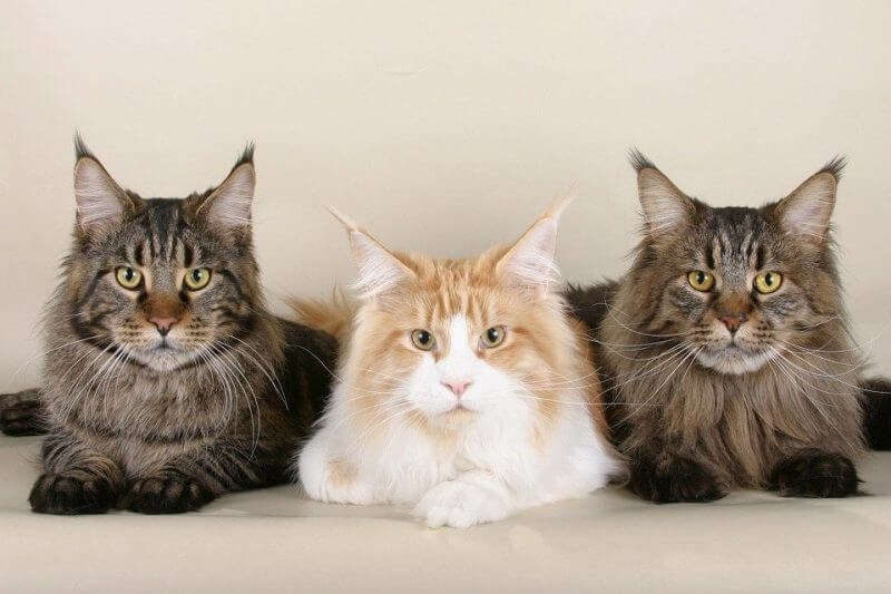 Girl Cat Names that Start with C