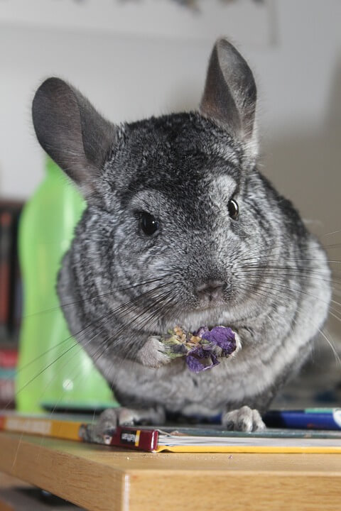 Chinchilla Cute Animal