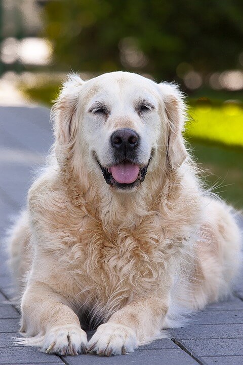 Is chicken bone safe for dogs