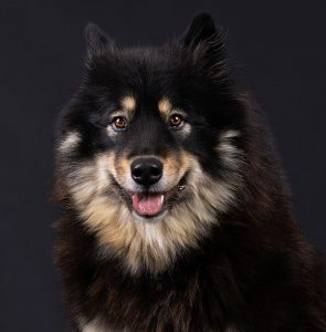 Can healthy dog eat raw chicken