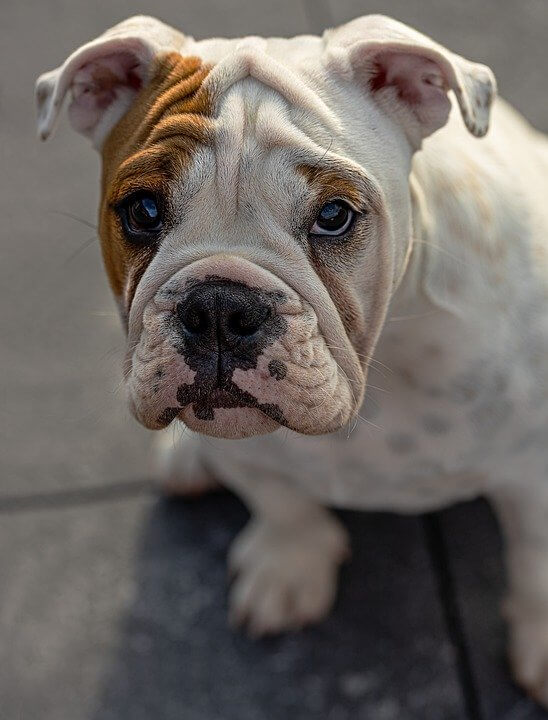 Should your dog eat raw chicken