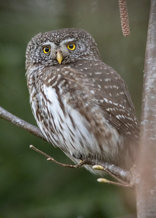 Pygmy Owl Cute Animal