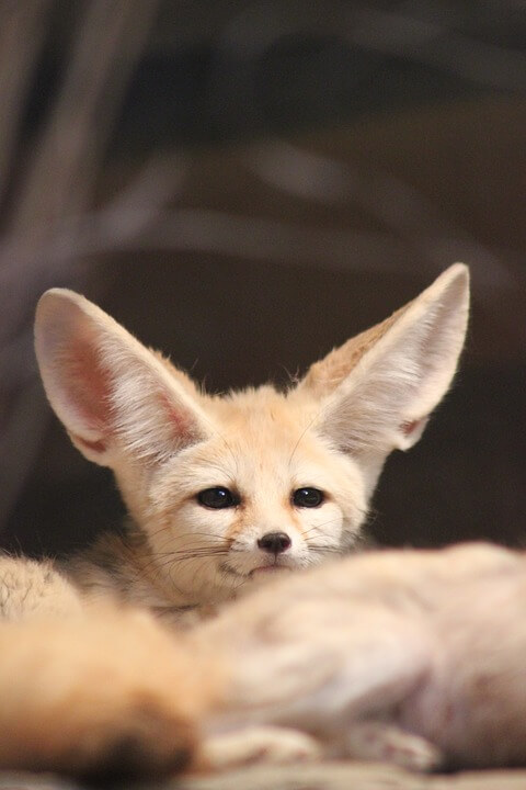 Fennec Fox