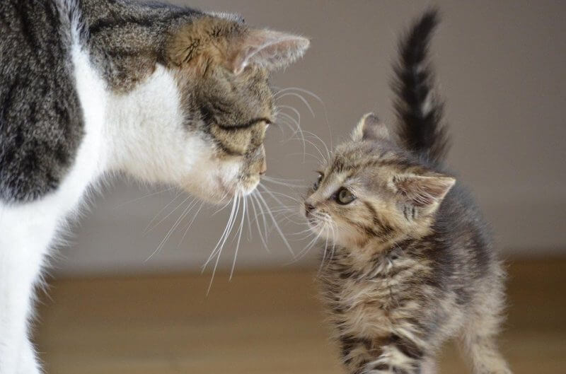 Boy Cat Names that Start with B