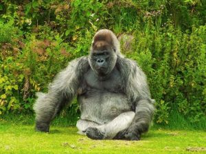 Facts about a Gorilla