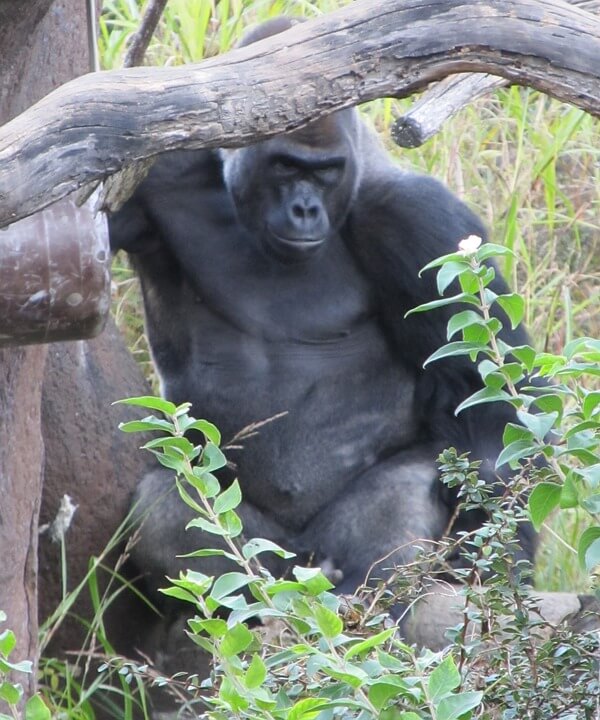 Our similar DNA could harm gorillas