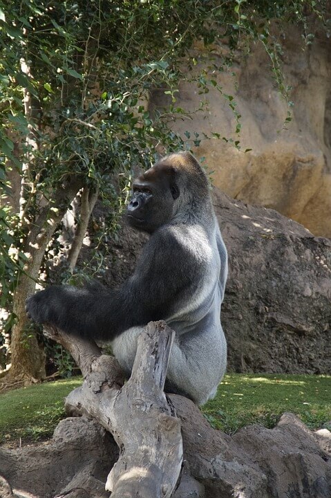 Facts about a Gorilla They can switch off their body scent 