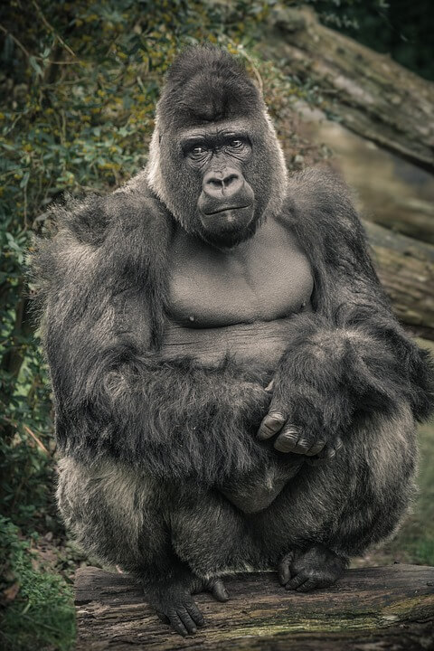 Facts about a Gorilla Different types of call