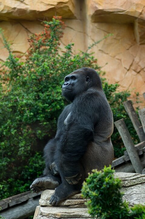 Gorillas take their resting seriously