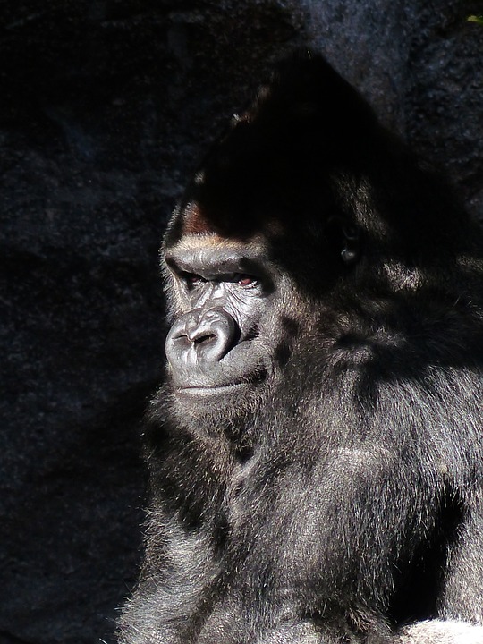 Range of troops and how gorillas lead the path