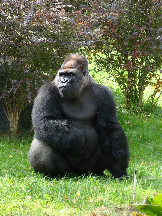 Social animal and has its own troops