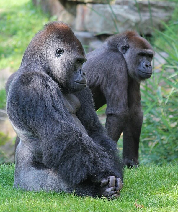 Facts about a Gorilla