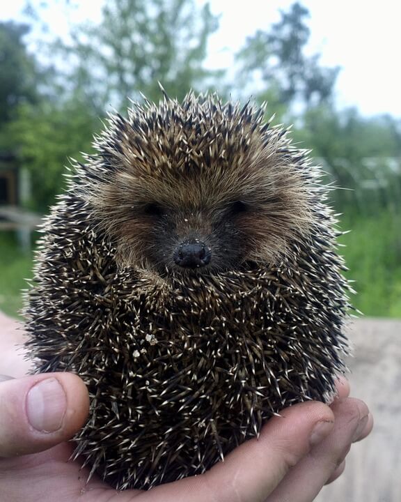 Hedgehog Cute Animal